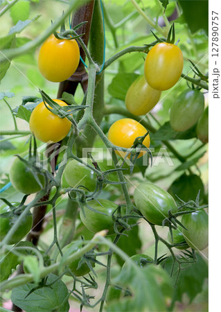 真夏の家庭菜園で育てる夏野菜 黄アイコ種，ミニトマトの実(プチトマト) - 生育途中 127890757