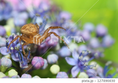 アジサイの花の上で獲物を待つヤミイロカニグモ 127890830