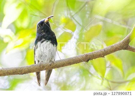 山林で餌を運ぶオオルリ雄 山林で餌を運ぶオオルリ雄 127890871