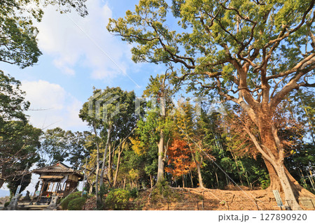 福岡県直方市の感田駅そばにある阿高神社境内の御神木と拝殿 127890920