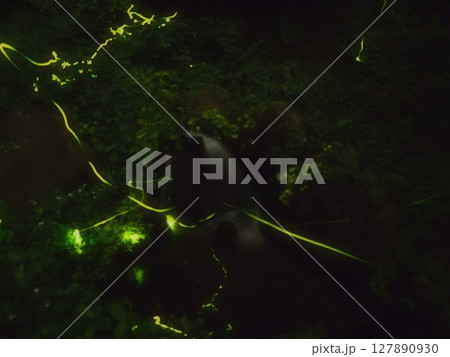 蛍の美しい舞い(20250628212440) 蛍の美しい舞い(20250628212440) 127890930