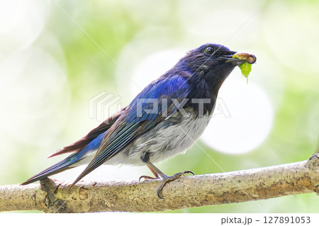 山林で昆虫を咥えるオオルリ雄 127891053