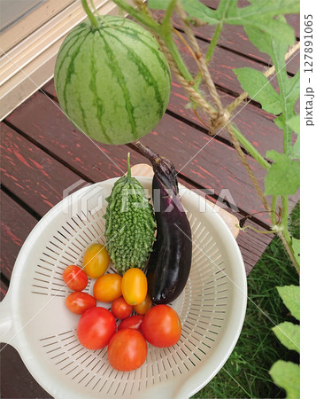 家庭菜園で収穫した様々な種類の夏野菜たち (ミニトマト,ゴーヤ・苦瓜,小玉スイカ,長ナス) 家庭菜園で収穫した様々な種類の夏野菜たち (ミニトマト,ゴーヤ・苦瓜,小玉スイカ,長ナス) 127891065