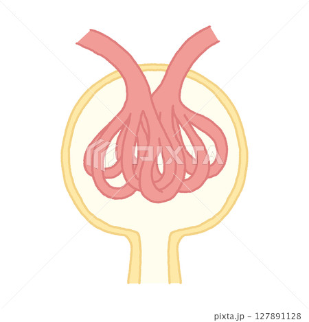 腎小体・糸球体・ボーマンのう 腎小体・糸球体・ボーマンのう 127891128
