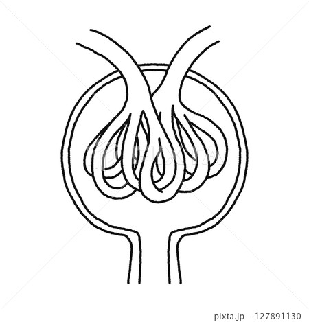腎小体・糸球体・ボーマンのう 線画 腎小体・糸球体・ボーマンのう 線画 127891130