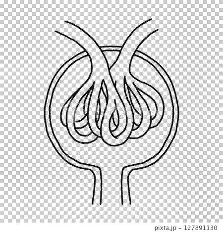 Renal corpuscle, glomerulus, and Bowman's capsule - Line drawing Renal corpuscle, glomerulus, and Bowman's capsule - Line drawing 127891130