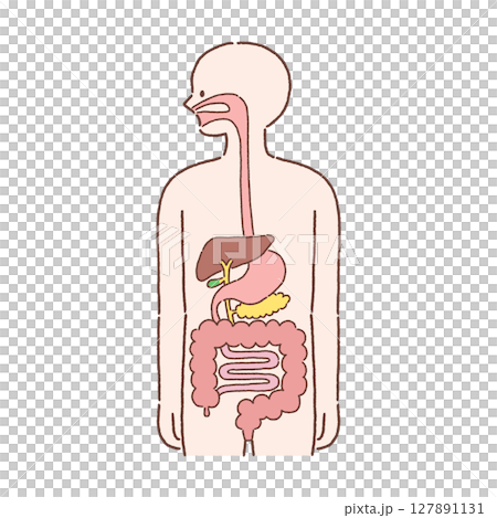 Cross section of human body / digestive organs 127891131