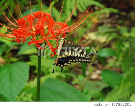 ヒガンバナの蜜を吸うキアゲハ 127891205