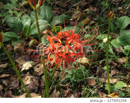 ヒガンバナ 127891208