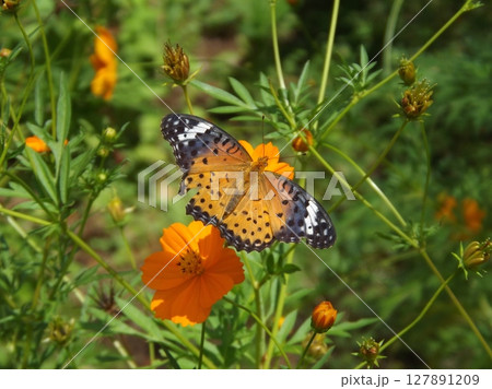 花の蜜を吸うメスのツマグロヒョウモン 花の蜜を吸うメスのツマグロヒョウモン 127891209