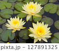 池に咲く優美な黄色い睡蓮 127891325