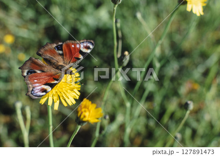 Peacock butterfly in a garden, aglais io, inachis io, nymphalidae, real life photo Peacock butterfly in a garden, aglais io, inachis io, nymphalidae, real life photo 127891473