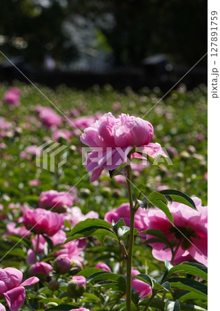 芍薬の花"華燭の典"2025年5月 芍薬の花"華燭の典"2025年5月 127891759