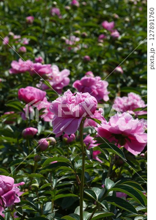 芍薬の花"華燭の典"2025年5月 127891760