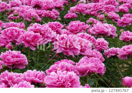 芍薬の花"華燭の典"2025年5月 芍薬の花"華燭の典"2025年5月 127891767