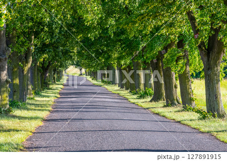 An inviting lane bordered by majestic deciduous trees stretches into the distance. The sunny atmosphere enhances the vibrant green leaves and offers a peaceful escape perfect for leisurely walks. 127891915
