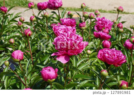 芍薬の花"絵姿"2025年5月 127891981