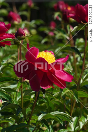 芍薬の花"漁火"2025年5月 127892135