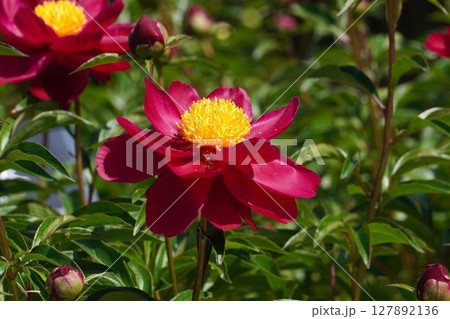 芍薬の花"漁火"2025年5月 127892136