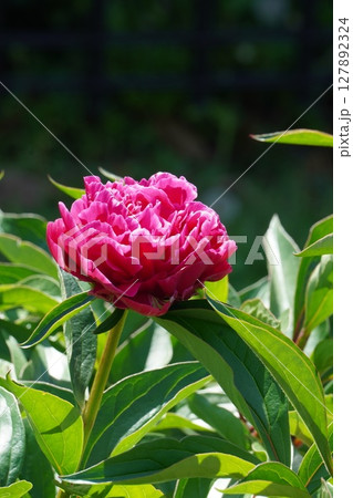 芍薬の花"極光"2025年5月 127892324