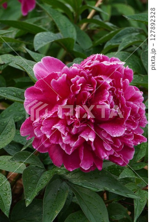 芍薬の花"極光"2025年5月 芍薬の花"極光"2025年5月 127892328