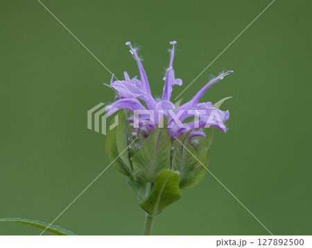 シソ科の園芸植物ヤグルマハッカの薄紫色の花 127892500
