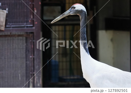 タンチョウ タンチョウ 127892501