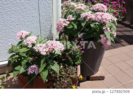 ペンタスの寄せ植え&寄せ鉢 ペンタスの寄せ植え&寄せ鉢 127892509