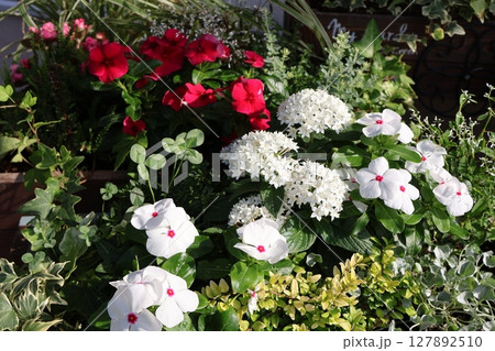 横長プランターに植えたニチニチソウの寄せ植え 横長プランターに植えたニチニチソウの寄せ植え 127892510