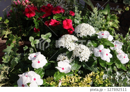 横長プランターに植えた夏の花の寄せ植え 横長プランターに植えた夏の花の寄せ植え 127892511