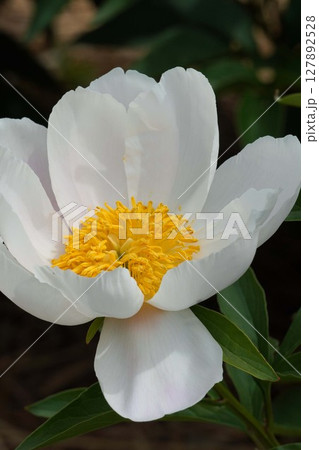 芍薬の花"銀月"2025年5月 127892528