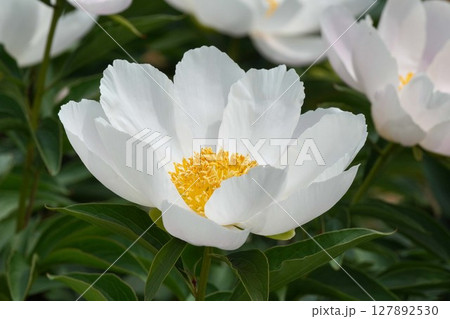 芍薬の花"銀月"2025年5月 127892530