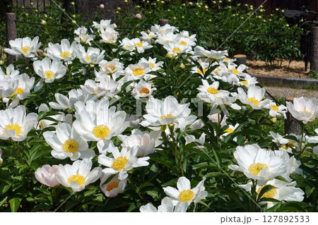 芍薬の花"銀月"2025年5月 127892533