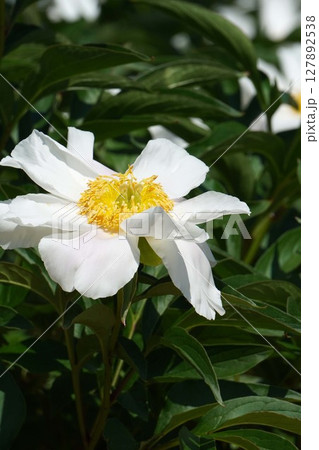 芍薬の花"銀月"2025年5月 127892538