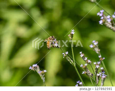 花に飛んできたセイヨウミツバチ 127892591