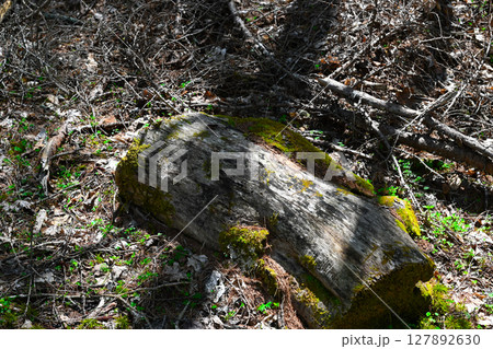 山中湖　文学の森公園の景色 127892630