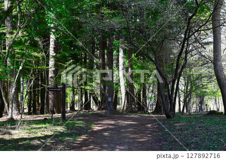 山中湖 文学の森公園の景色 山中湖 文学の森公園の景色 127892716
