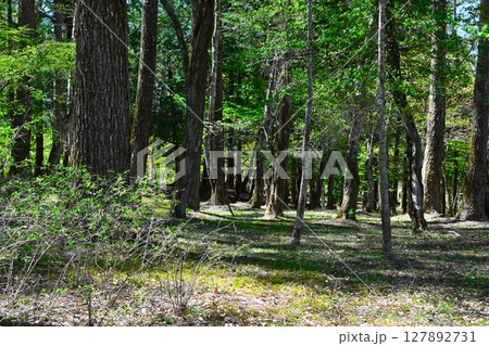 山中湖　文学の森公園の景色 127892731
