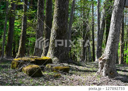 山中湖　文学の森公園の景色 127892733