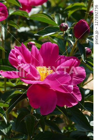 芍薬の花"紅小町"2025年5月 127892736