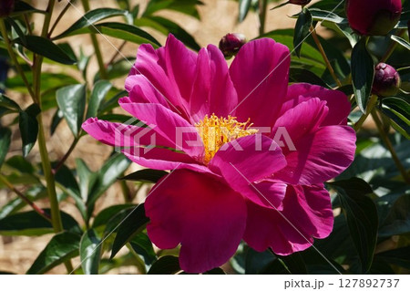 芍薬の花"紅小町"2025年5月 127892737