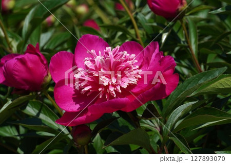 芍薬の花"紅日輪"2025年5月 127893070