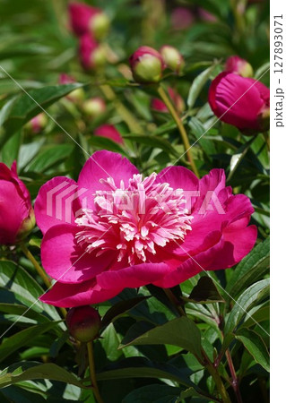 芍薬の花"紅日輪"2025年5月 127893071