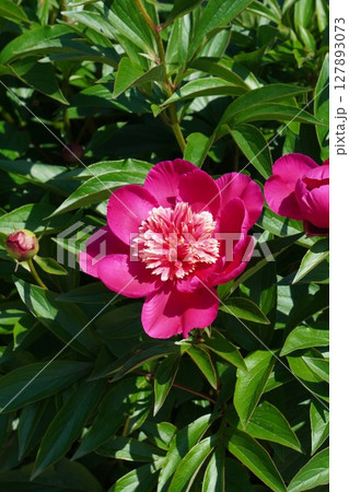 芍薬の花"紅日輪"2025年5月 127893073