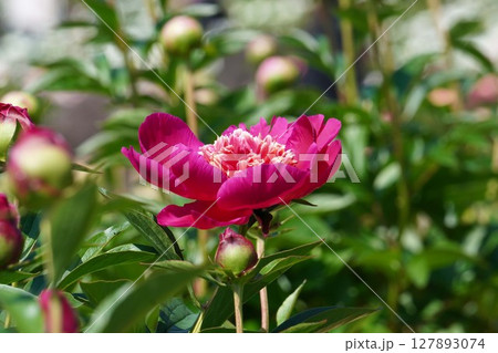 芍薬の花"紅日輪"2025年5月 127893074