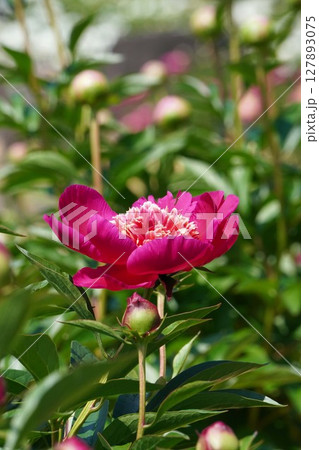 芍薬の花"紅日輪"2025年5月 127893075