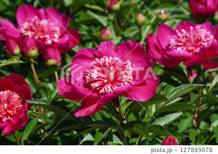 芍薬の花"紅日輪"2025年5月 127893078