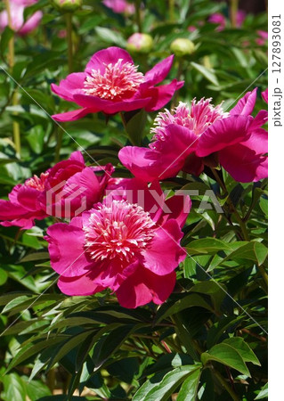 芍薬の花"紅日輪"2025年5月 127893081