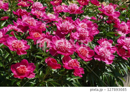 芍薬の花"紅日輪"2025年5月 127893085