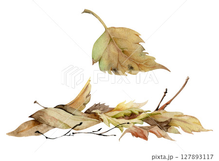 Autumn leaves pile with twigs, crumpled fallen dried forest floor cover. Single element botanical illustration hand drawn in watercolor. Herbarium pages, wildcrafting workshop brochures, scrapbooking Autumn leaves pile with twigs, crumpled fallen dried forest floor cover. Single element botanical illustration hand drawn in watercolor. Herbarium pages, wildcrafting workshop brochures, scrapbooking 127893117